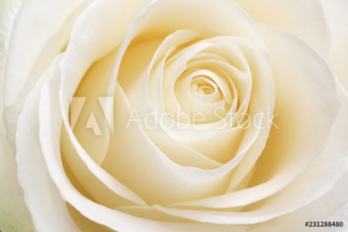 Picture of Beautiful fresh white rose